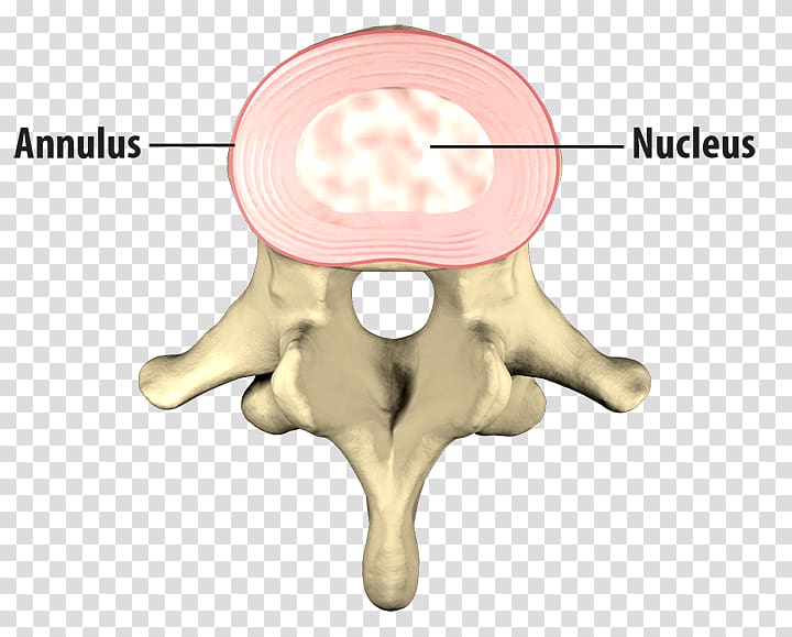 Bone Human vertebral column Intervertebral disc Anatomy, others transparent background PNG clipart