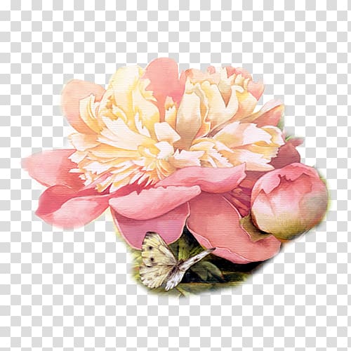 Chrysanthemum tea Flower bouquet Garden roses, A chrysanthemum transparent background PNG clipart