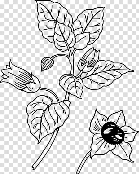 Belladonna , Cotton Plant Drawing transparent background PNG clipart