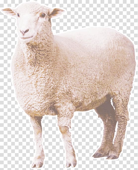 white sheep, Sheep, Curly Sheep transparent background PNG clipart