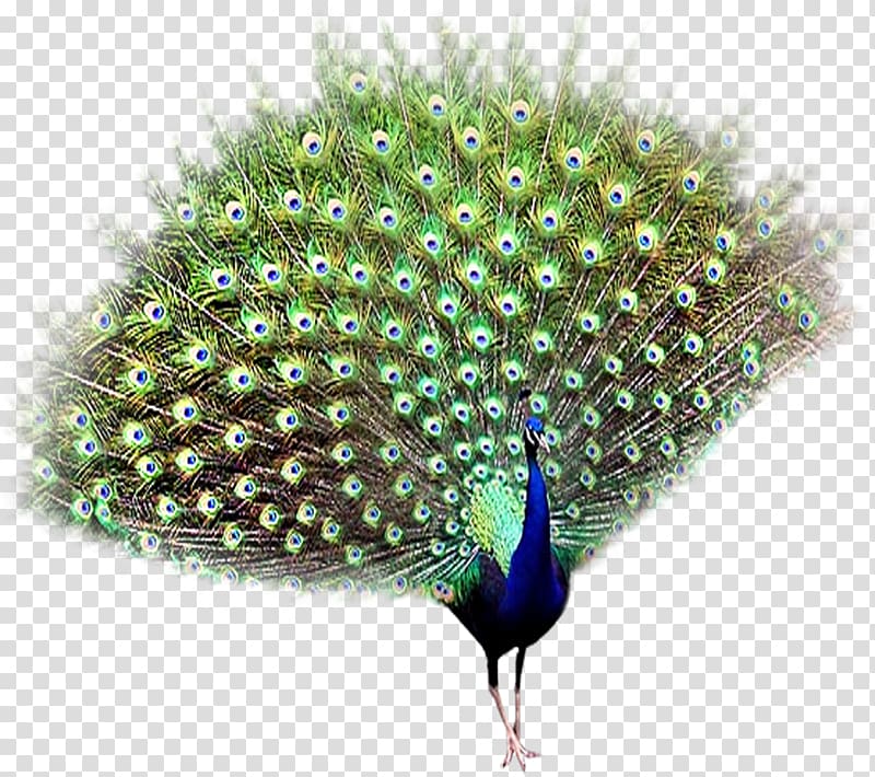 Bird Peafowl, peacock transparent background PNG clipart