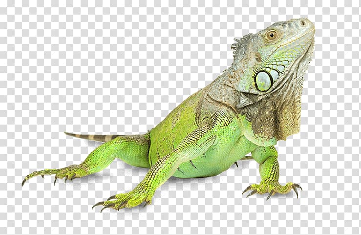 Lizard Iguana Signs & Concepts PTY LTD Green iguana Pet Dog, lizard transparent background PNG clipart