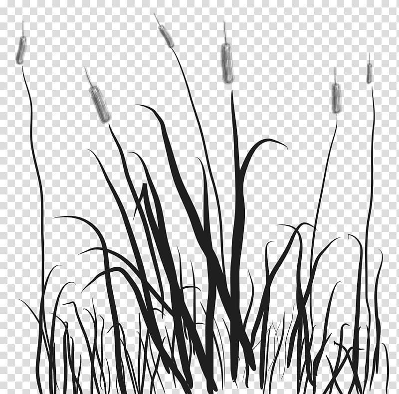 Marsh Cattail , marsh transparent background PNG clipart