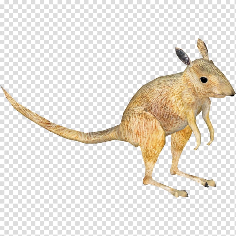 Desert rat-kangaroo Macropodidae Rodent Mouse, Rat & Mouse transparent background PNG clipart