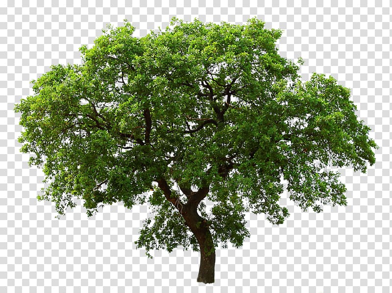 Tree Southern live oak , tree transparent background PNG clipart