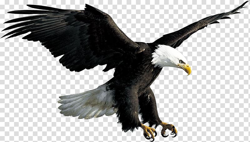 eagle illustration, Bald Eagle Flight Bird, Eagle transparent background PNG clipart