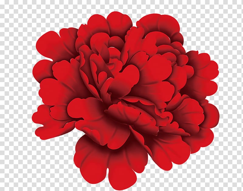 Chrysanthemum Red Flower, Big red chrysanthemums transparent background PNG clipart