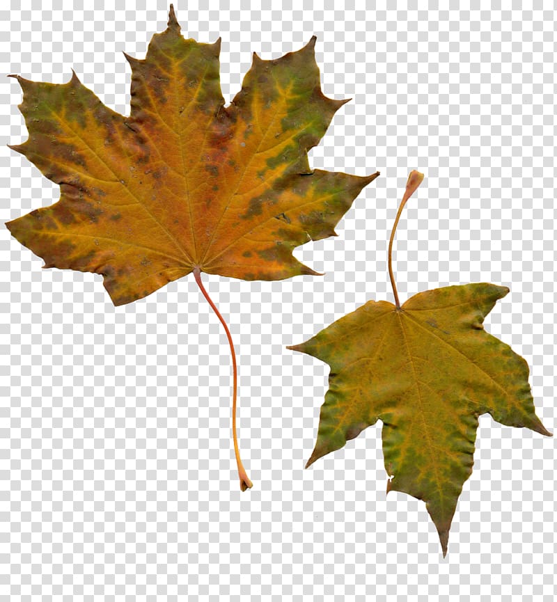 Maple leaf Autumn, folha transparent background PNG clipart