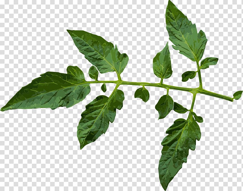 Plant Leaf Tomato juice Black Krim Pest, tomato transparent background PNG clipart