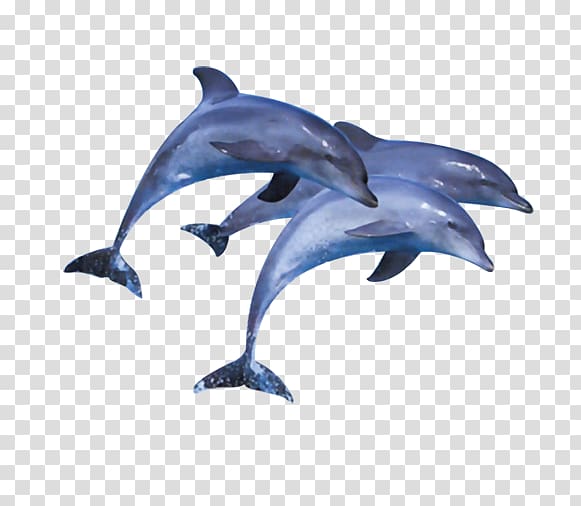 Short-beaked common dolphin Common bottlenose dolphin Wholphin Tucuxi, Oceans whale transparent background PNG clipart