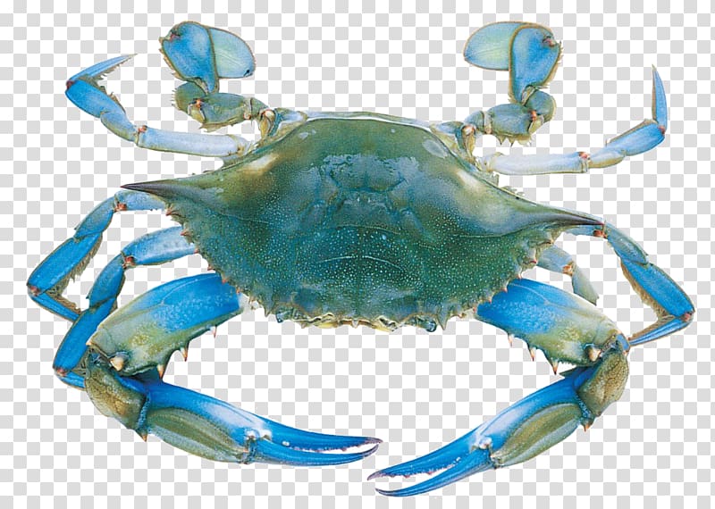 Chesapeake blue crab Decapoda Flower crab Seafood, crab transparent background PNG clipart