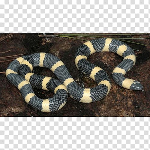Kingsnakes Hognose snake Rattlesnake Elapid snakes, snake transparent background PNG clipart