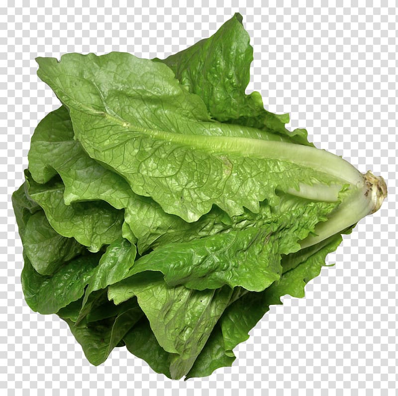 green bok choy, Romaine lettuce Celtuce Lettuce sandwich Lettuce soup, Romaine Lettuce transparent background PNG clipart