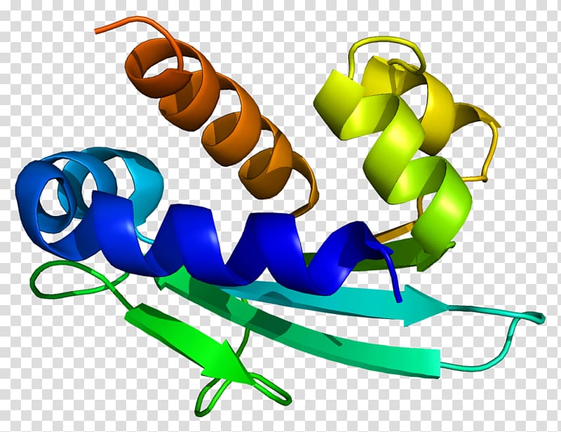 HSD17B4 Interleukin-7 receptor Peroxisome 17β-Hydroxysteroid dehydrogenase Protein, others transparent background PNG clipart