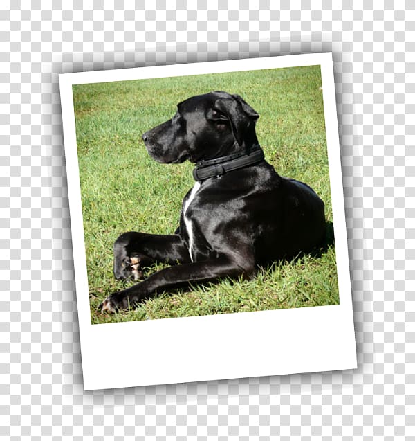 Labrador Retriever Puppy Dog breed Obedience training, puppy transparent background PNG clipart