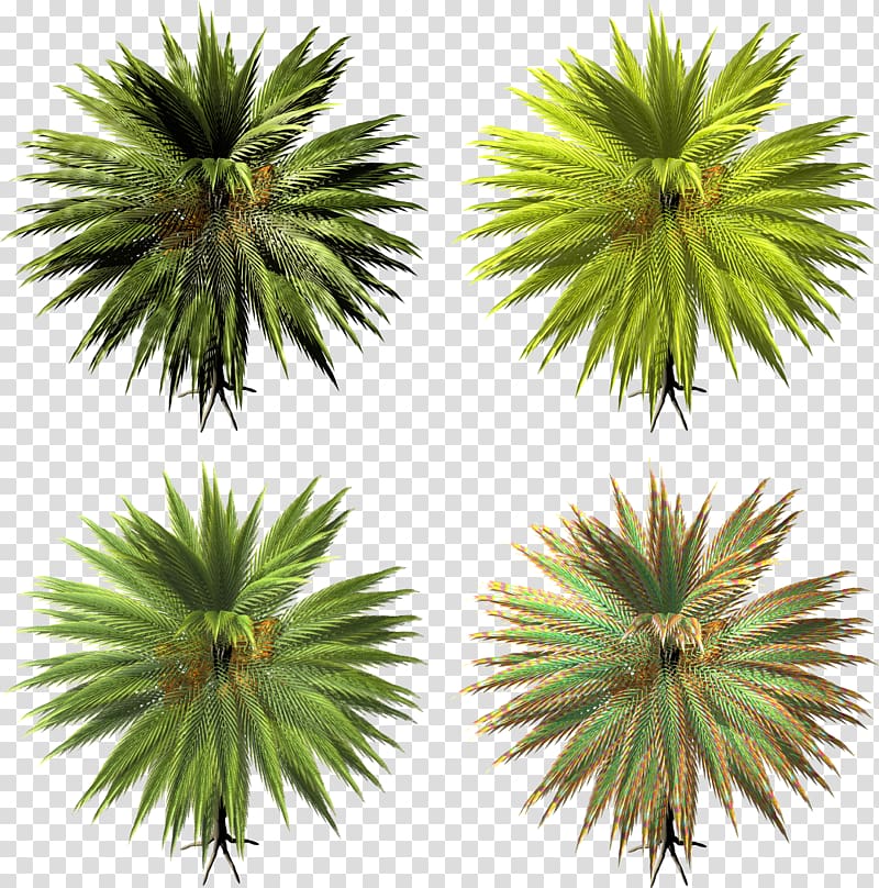Arecaceae Asian palmyra palm Tree Date palm, Palm transparent background PNG clipart