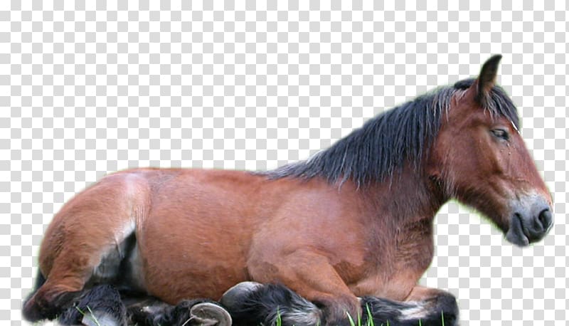 Arabian horse , Horse 5 transparent background PNG clipart