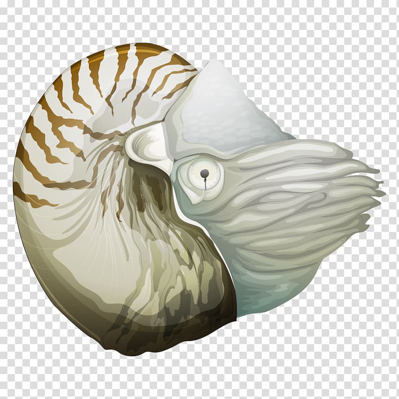 Chambered nautilus Illustration, conch transparent background PNG clipart