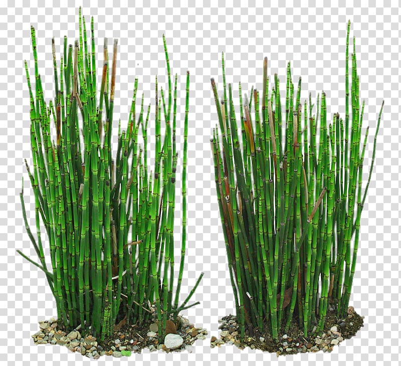 green bamboo plants , Equisetum hyemale Field horsetail Branched horsetail Bamboo Vetiver, Green Bamboo transparent background PNG clipart