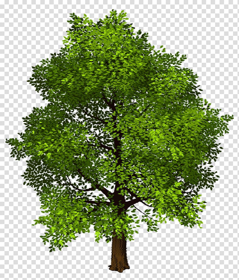 Shade tree , tree transparent background PNG clipart