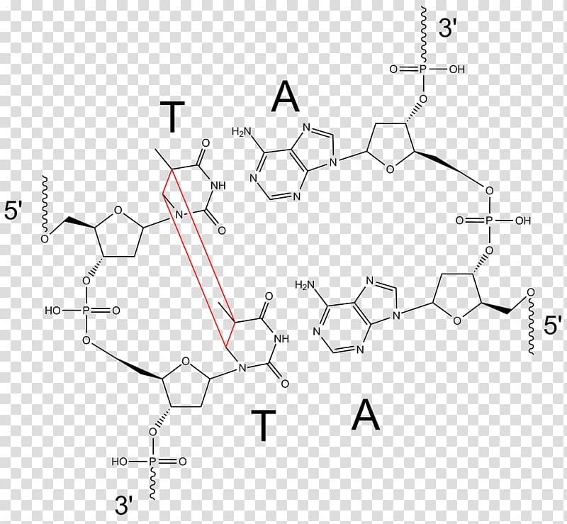 Light Pyrimidine dimer Thymine Mutagen DNA, light exposure transparent background PNG clipart