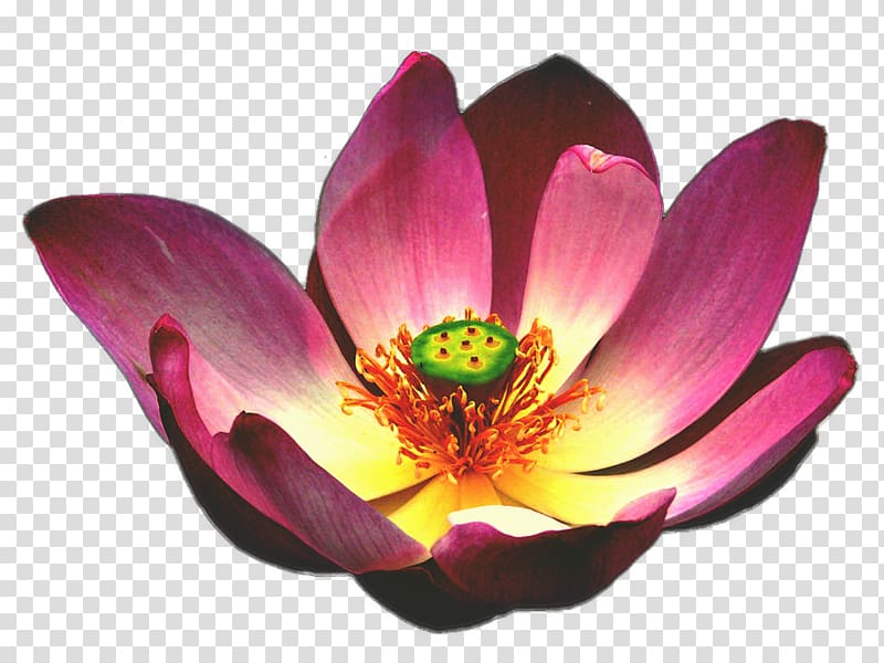 Egyptian lotus Nelumbo nucifera Flower Aquatic Plants, waterlily transparent background PNG clipart
