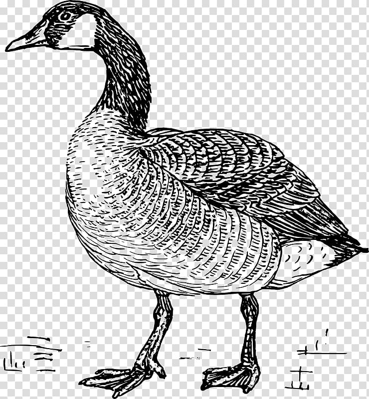 Greylag goose Duck Bird Drawing, goose transparent background PNG clipart