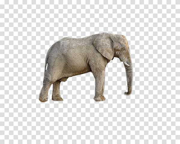 African elephant Animal, elephant transparent background PNG clipart