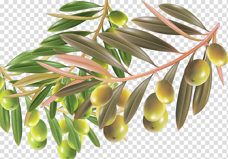 Contessa Entellina Material Manufacturing Olive, With foliage green olives material transparent background PNG clipart