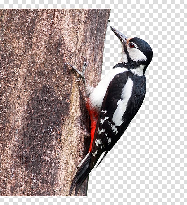 Great spotted woodpecker Lesser Spotted Woodpecker Middle spotted woodpecker Weibchen, European Robin Bird transparent background PNG clipart