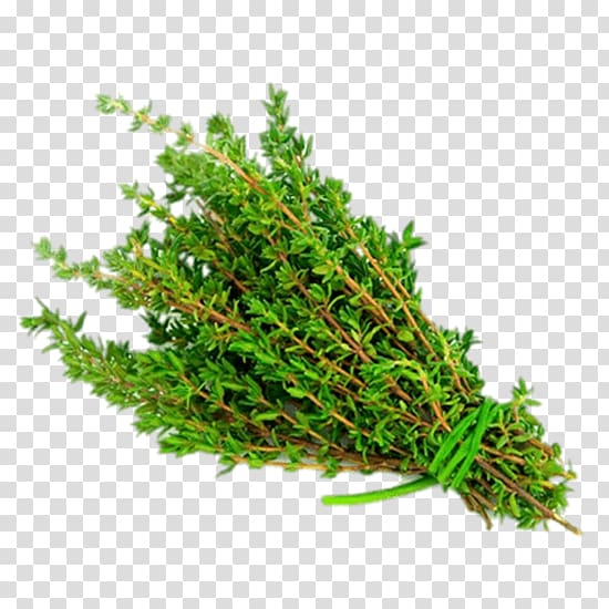 Garden Thyme Herb , others transparent background PNG clipart