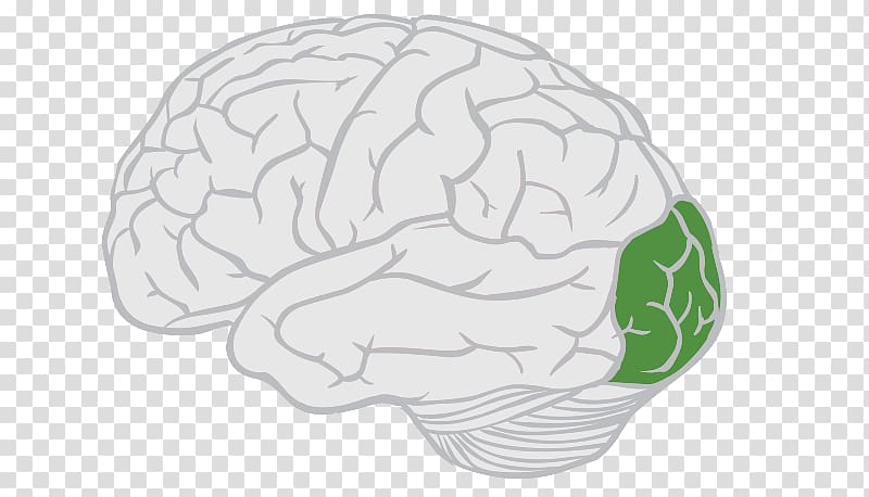 Lobes of the brain Frontal lobe Parietal lobe, Brain transparent background PNG clipart