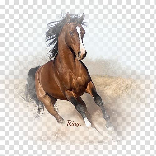 Arabian horse Canadian horse Gallop Horse breed Black, arab horse running transparent background PNG clipart