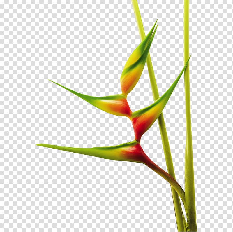 Heliconia bihai Heliconia chartacea False bird of paradise Bird of paradise flower, flower transparent background PNG clipart
