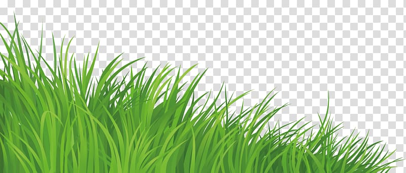 Lawn , silhouette grass transparent background PNG clipart