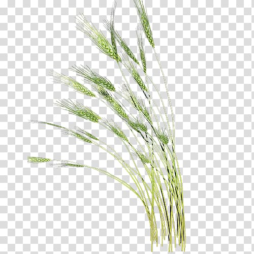 , Green oil amount of wheat transparent background PNG clipart