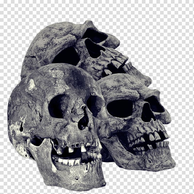 Skull Bone Desktop , skull transparent background PNG clipart