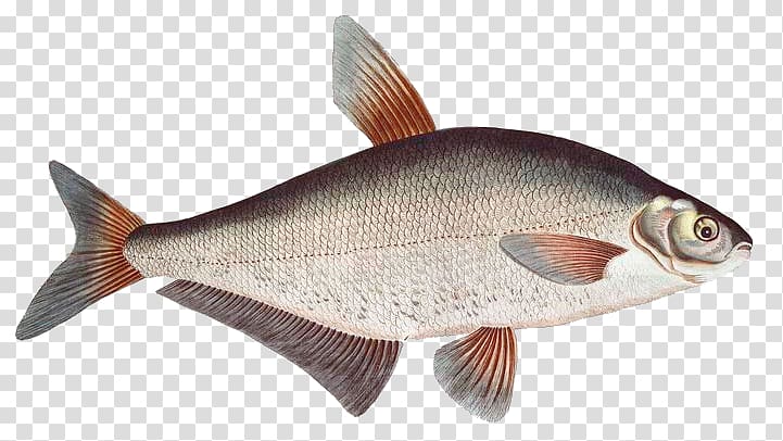 Common carp Goldfish Northern red snapper Crucian carp Milkfish, fish transparent background PNG clipart