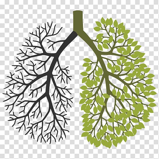 Your Lungs Leaf Respiratory system Tree, Leaf transparent background PNG clipart