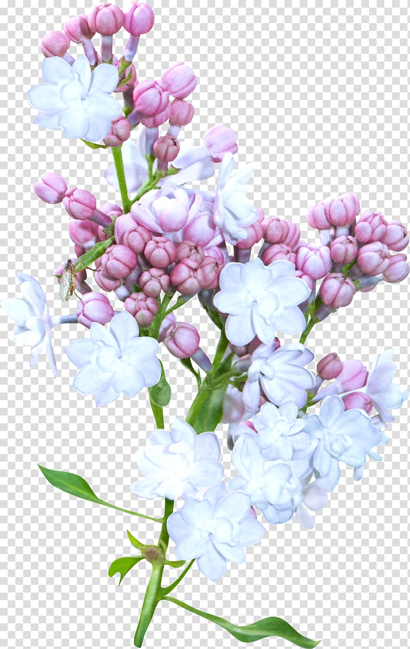 Flower Blue, spring transparent background PNG clipart