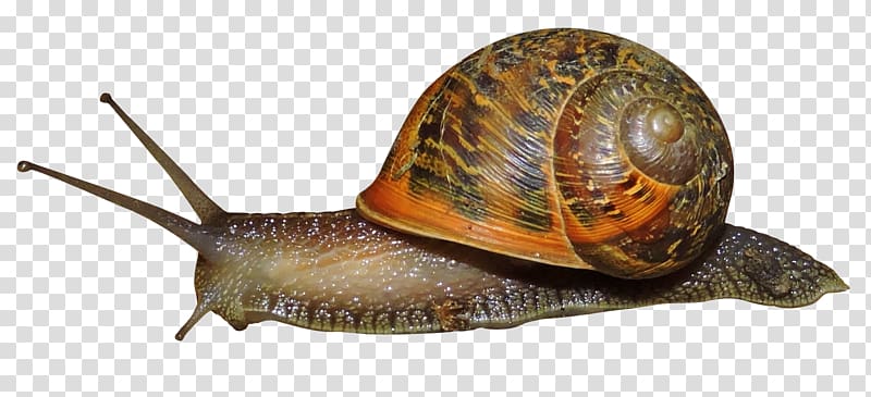 brown snail, Snail , Snail transparent background PNG clipart