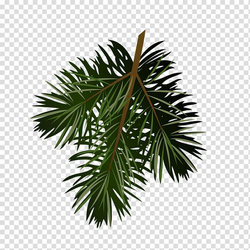 Pine Conifer cone , bun transparent background PNG clipart