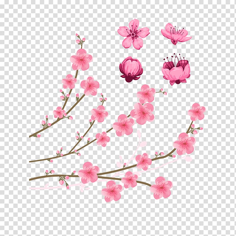 Cherry blossom Drawing Illustration, Pick flowers peach to transparent background PNG clipart