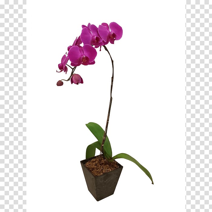 Moth orchids Plant Cattleya orchids Flower, purple orchid transparent background PNG clipart