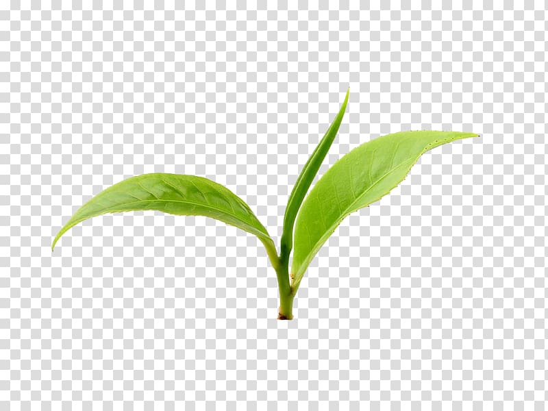 closeup of green tea leaves transparent background PNG clipart