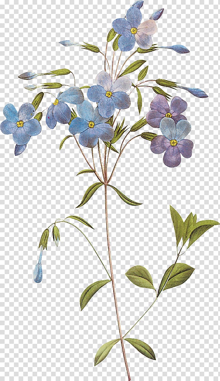 Botany Flower Art Painting, flower transparent background PNG clipart
