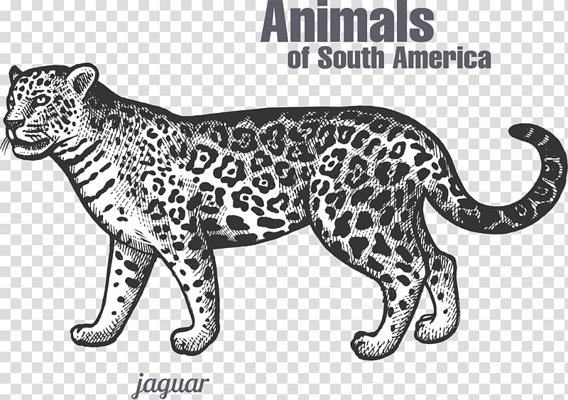 Jaguar Leopard Tiger Black panther Felidae, South America Leopard transparent background PNG clipart