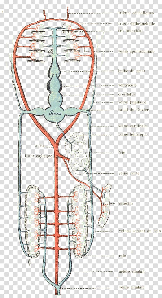 Circulatory system Vein Cartilaginous fishes Human anatomy, fish transparent background PNG clipart