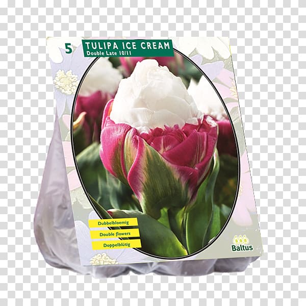 Tulip Ice cream Bulb Cut flowers Petal, tulip transparent background PNG clipart