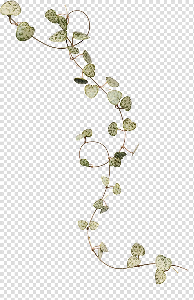 green leaves, Ivy Leaf Flower, Ivy leaves transparent background PNG clipart